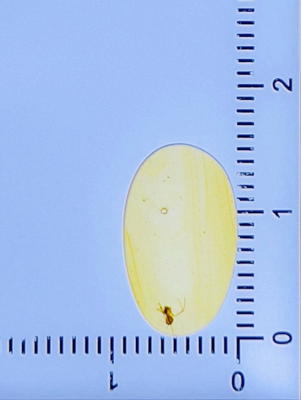 Spider in Burmese Amber