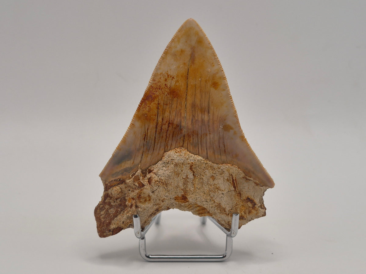 4.01" Megalodon Tooth (Indonesia)