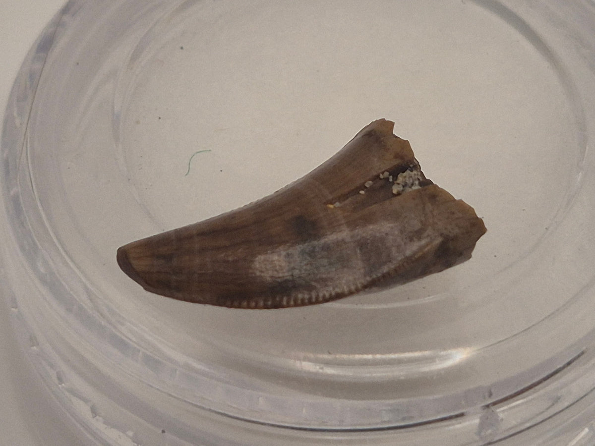 0.57" Dromaeosaurus Raptor Tooth (Judith River)