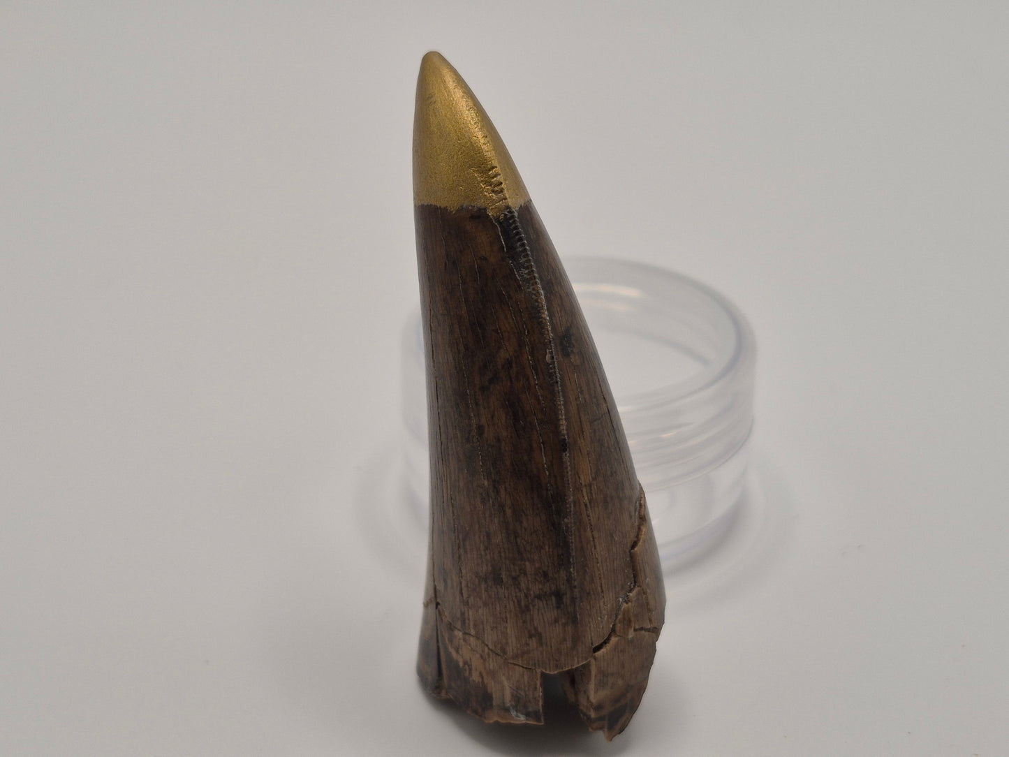 2.32" Tyrannosaurus-Rex Tooth(Hell Creek)