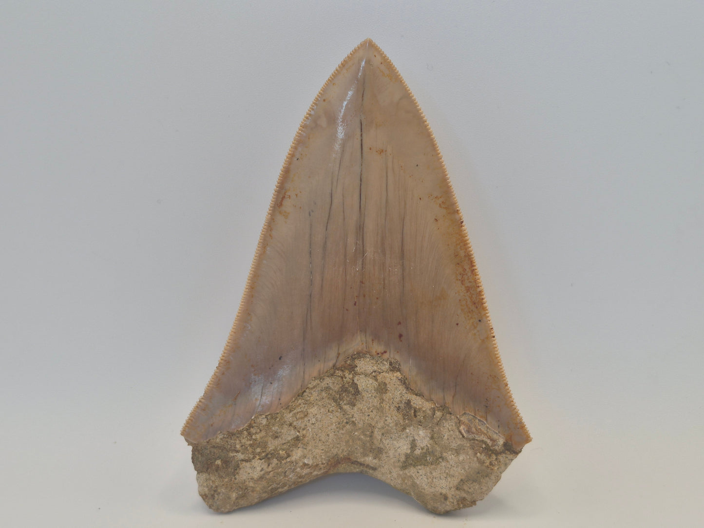 4.37" Megalodon Tooth(Indonesia)