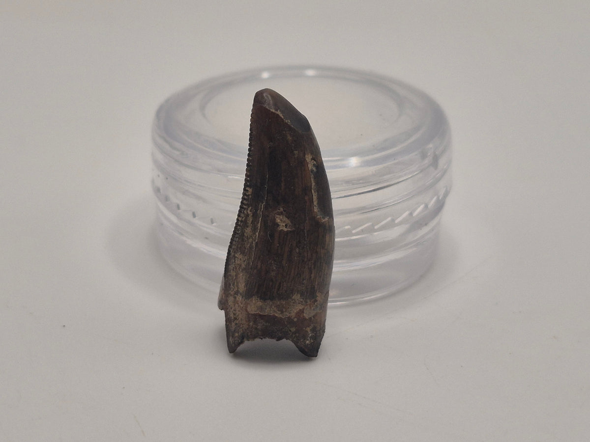 0.93" Tyrannosaur Premax Tooth (Judith River)
