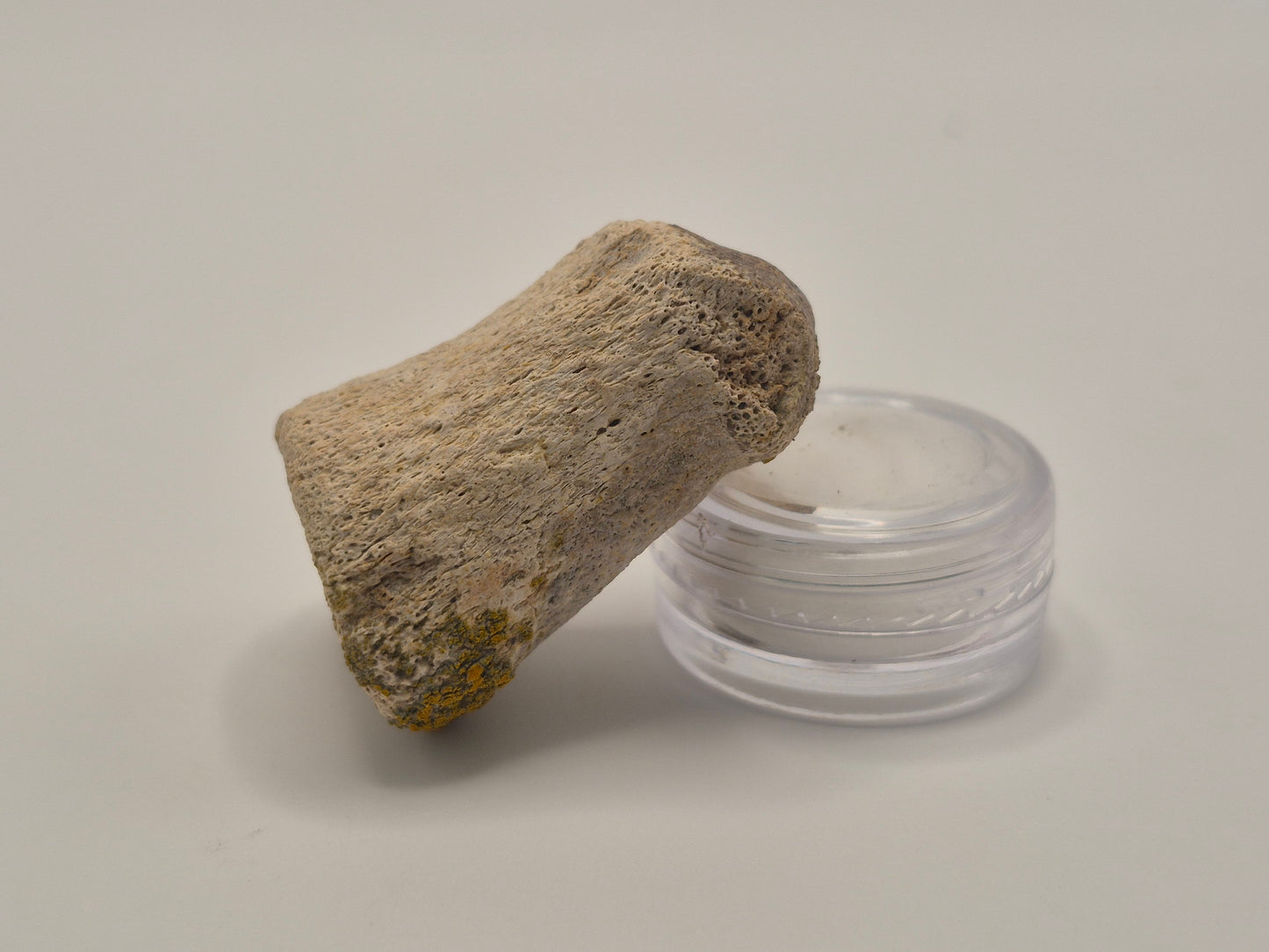 1.54" Ceratopsian Toe Bone
