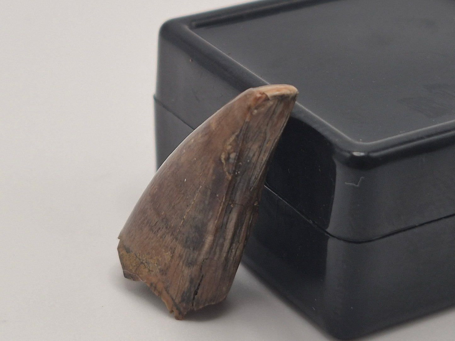 0.86" Pre-Max Tyrannosaur Tooth(Judith Tooth)