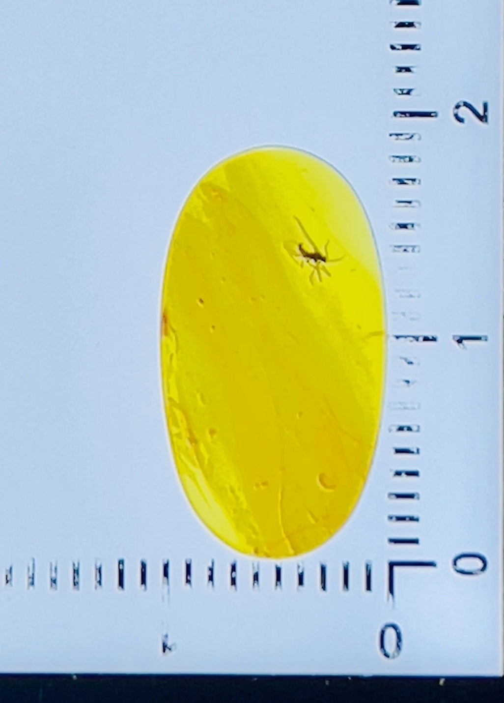 Mosquito In Burmese Amber