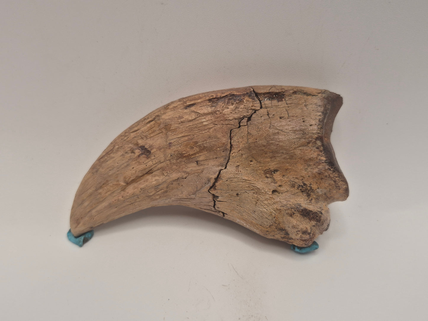 3.89" Tyrannosaur Hand Claw(Judith River)