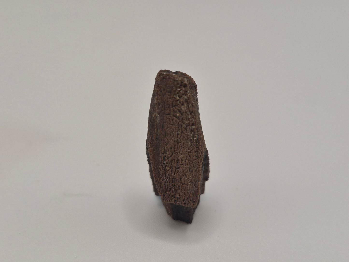 1.09" Hadrosaur Tooth (Judith River)