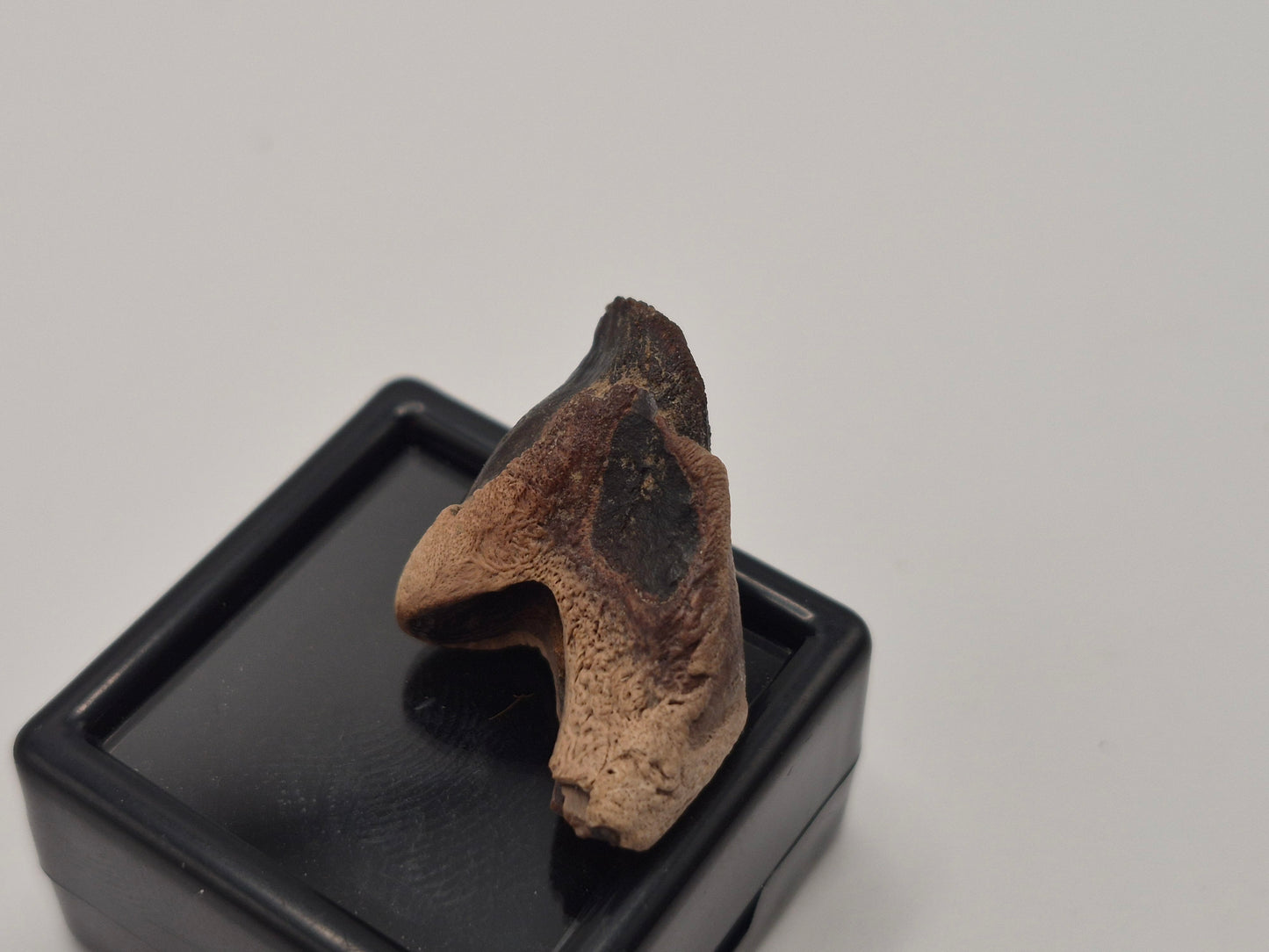 1" Ceratopsian Tooth(Judith River)