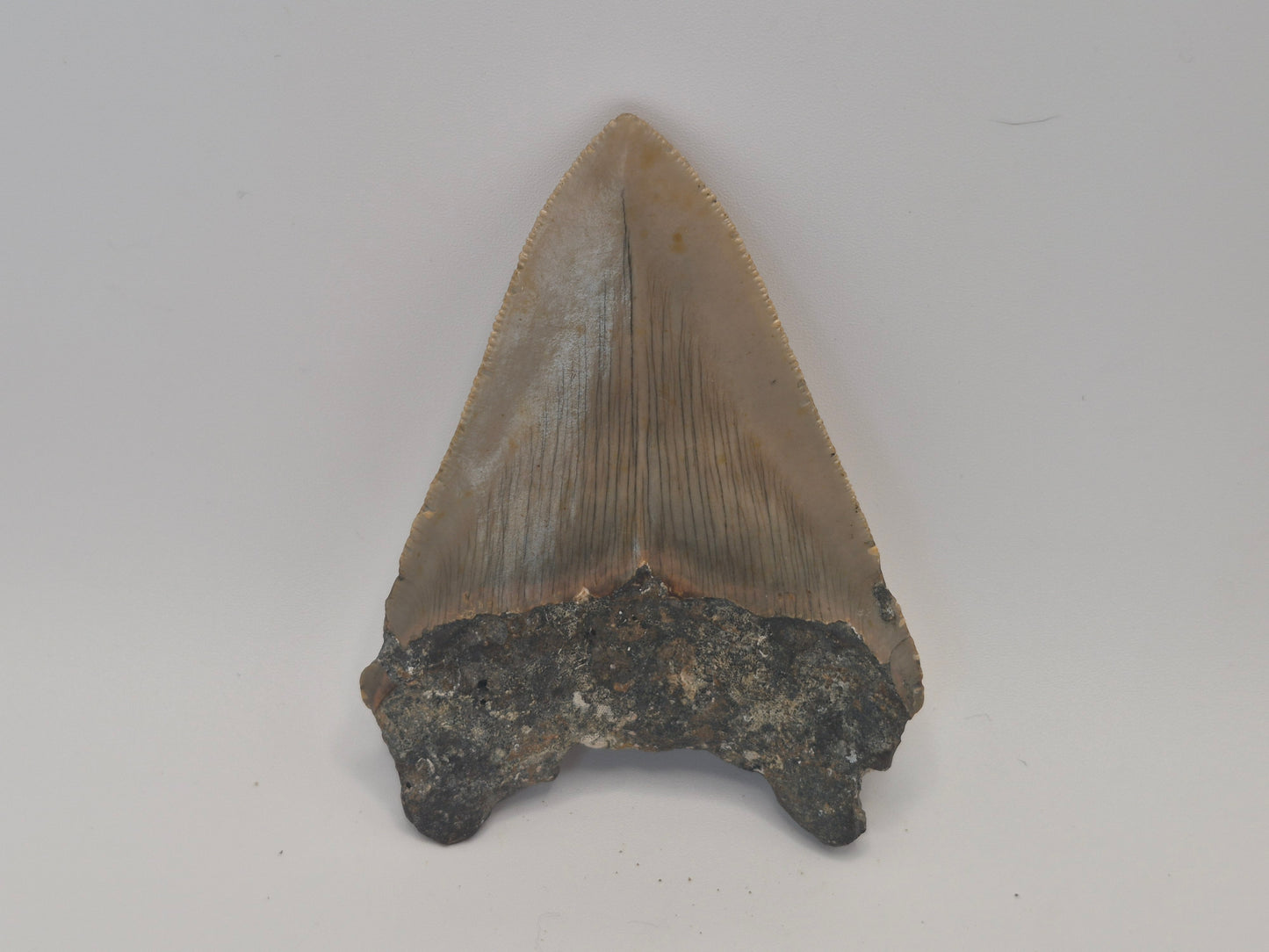 3.52" Megalodon Tooth(North Carolina)
