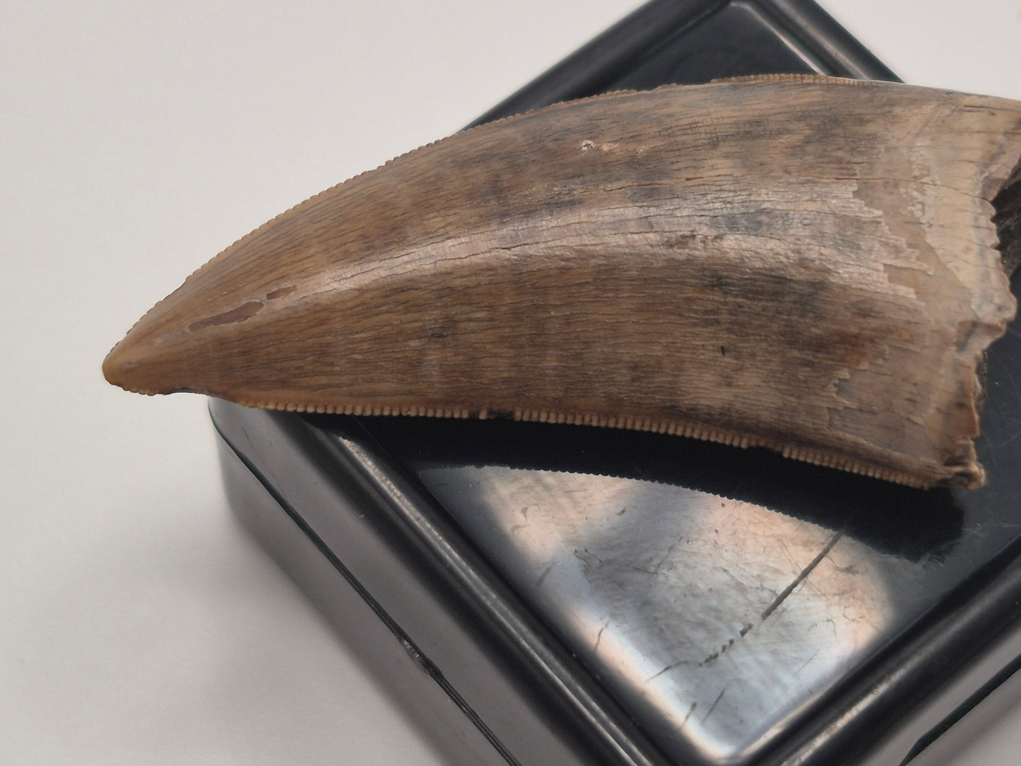 1.60" Tyrannosaur Tooth(Judith Tooth)