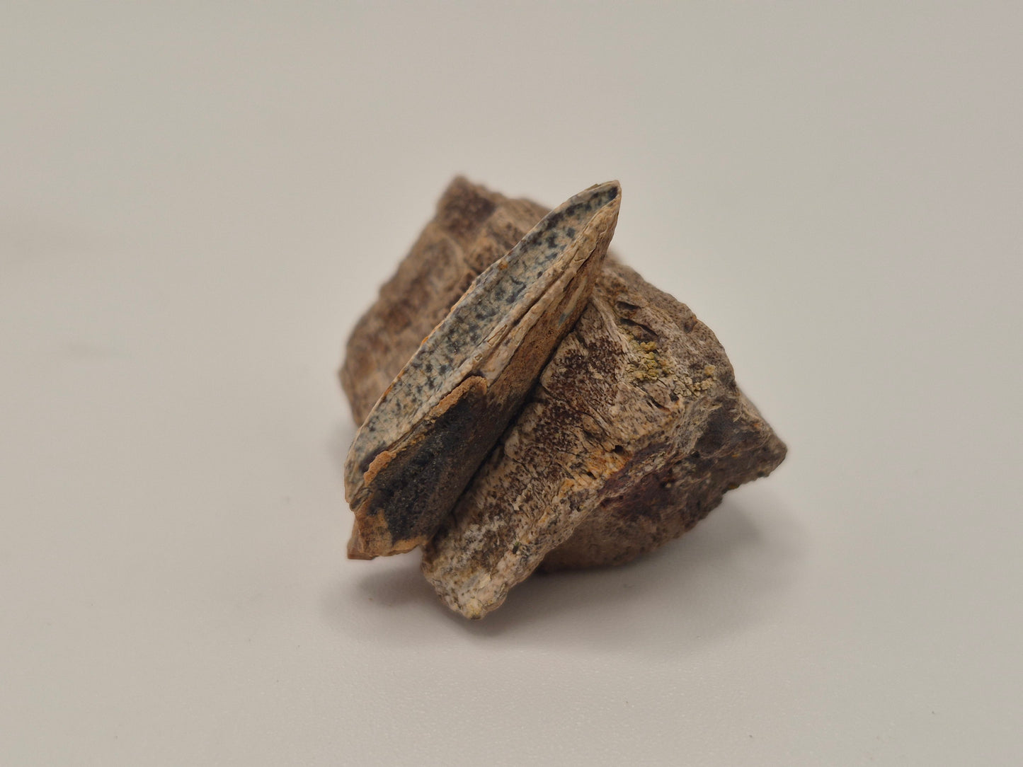 1.11" Hadrosaur Tooth W/ Jaw(Judith River)