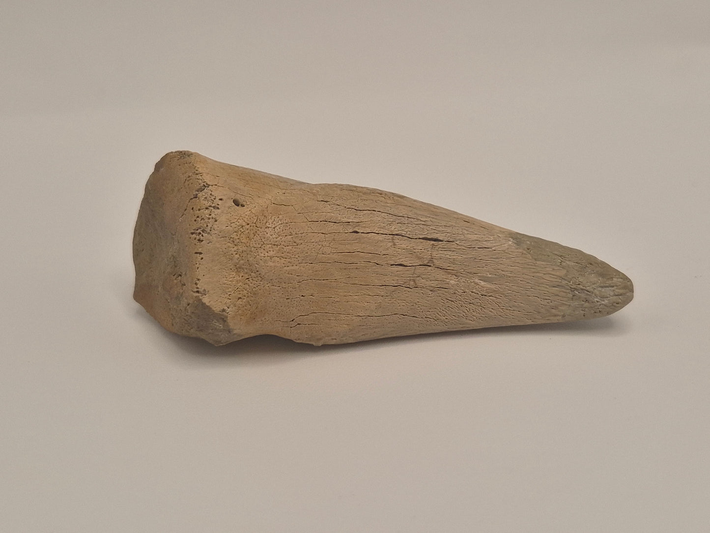 2.57" Tyrannosaur Claw(Judith River)