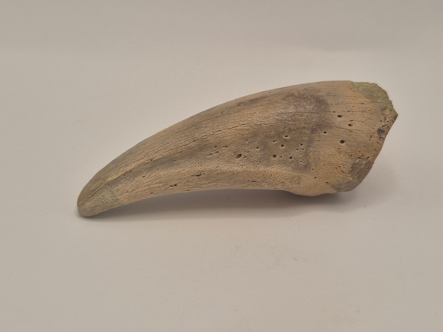2.57" Tyrannosaur Claw(Judith River)