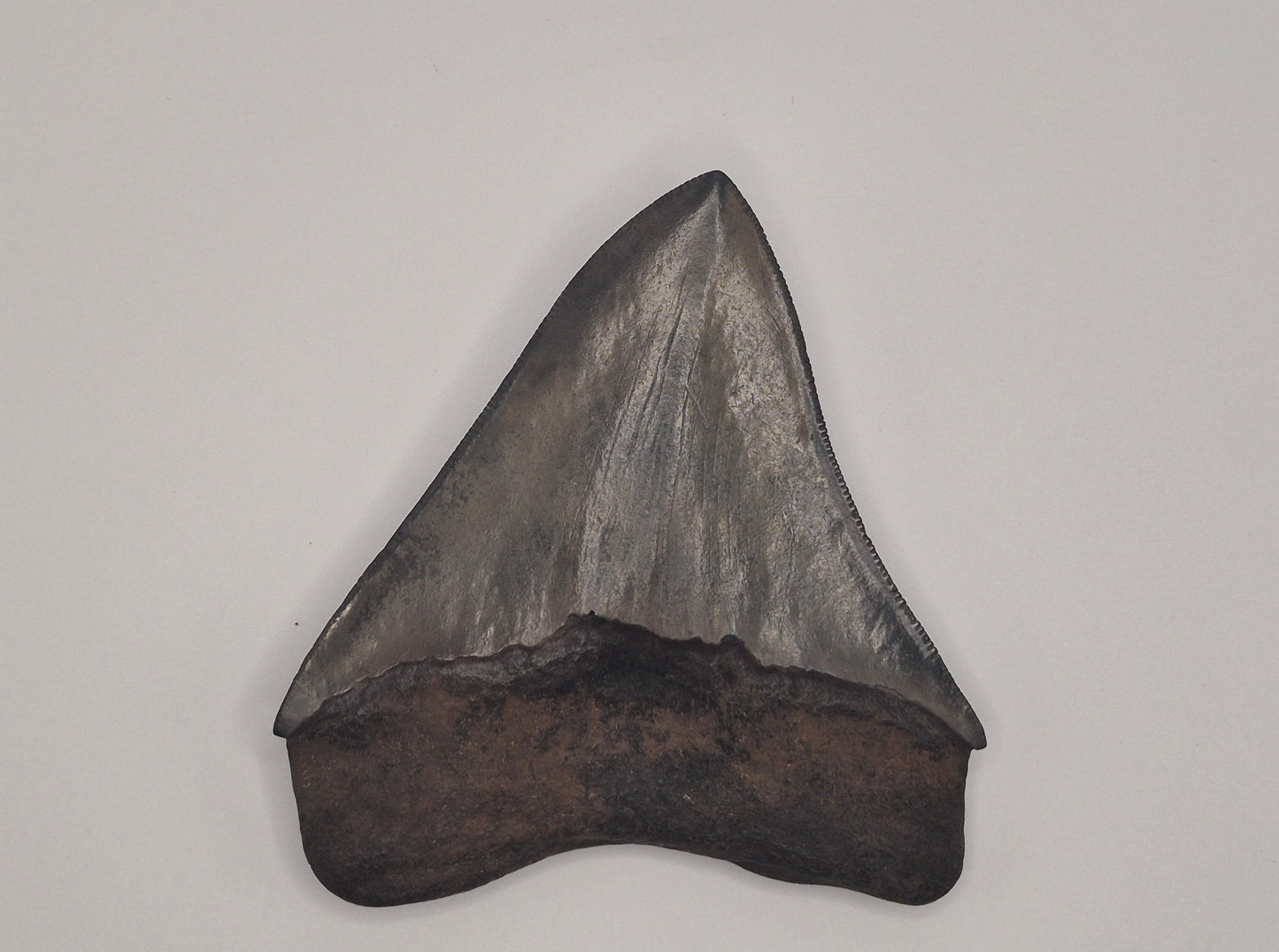 3.89" Megalodon Tooth(Georgia)