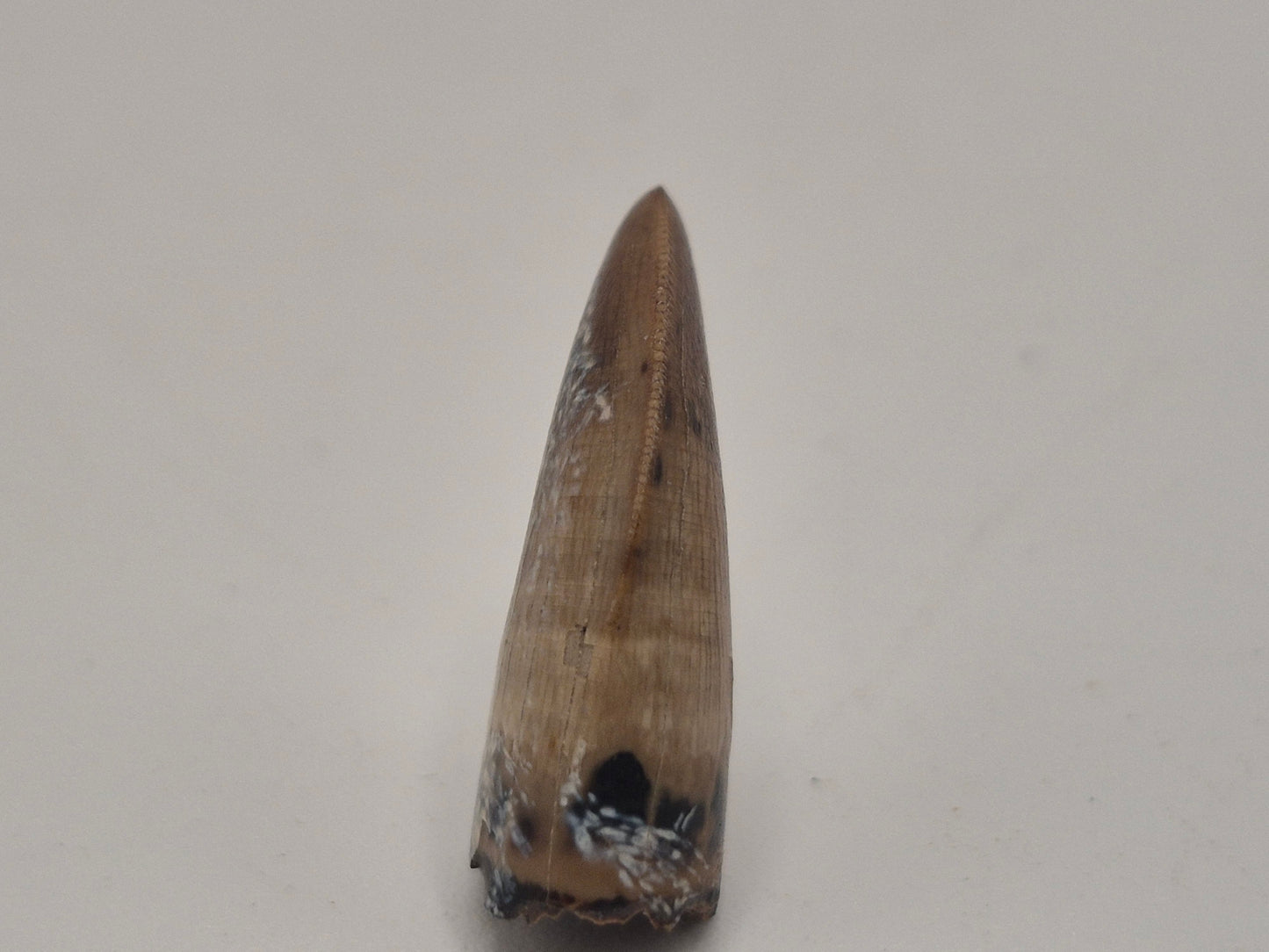 0.89" Juvenile Tyrannosaur Tooth(Judith River)