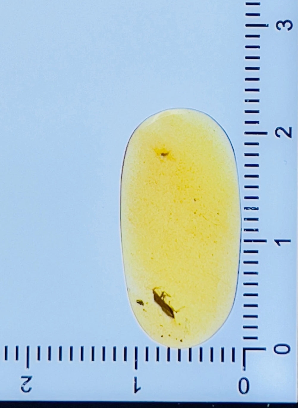 Coreidae In Burmese Amber