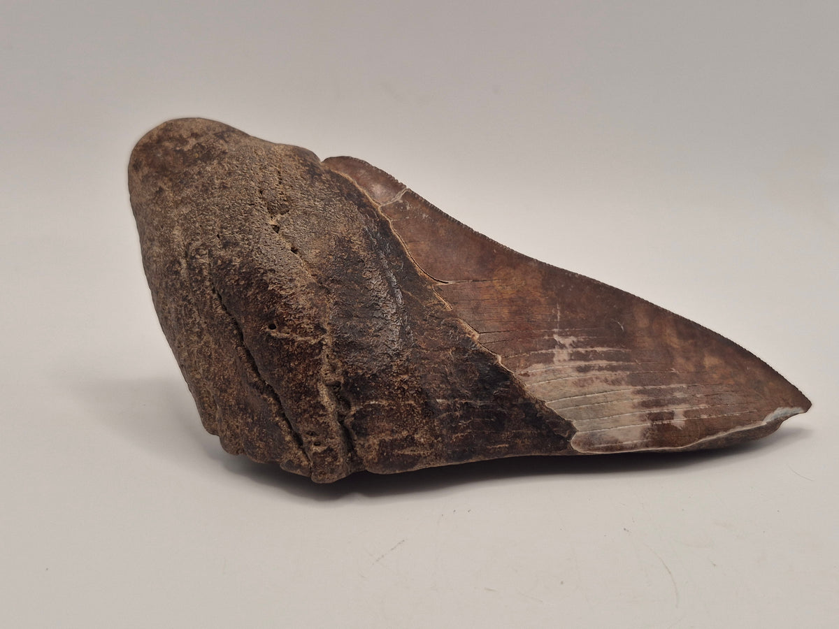 5.36" Half Megalodon Tooth (North Carolina)