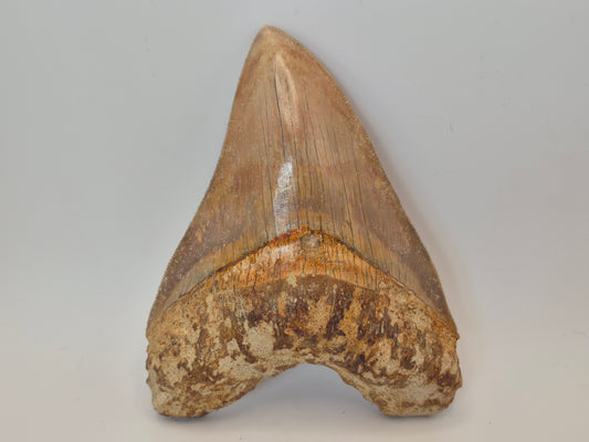 5" Megalodon Tooth(Indonesia)