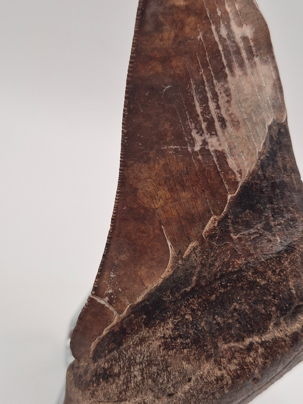 5.36" Half Megalodon Tooth (North Carolina)
