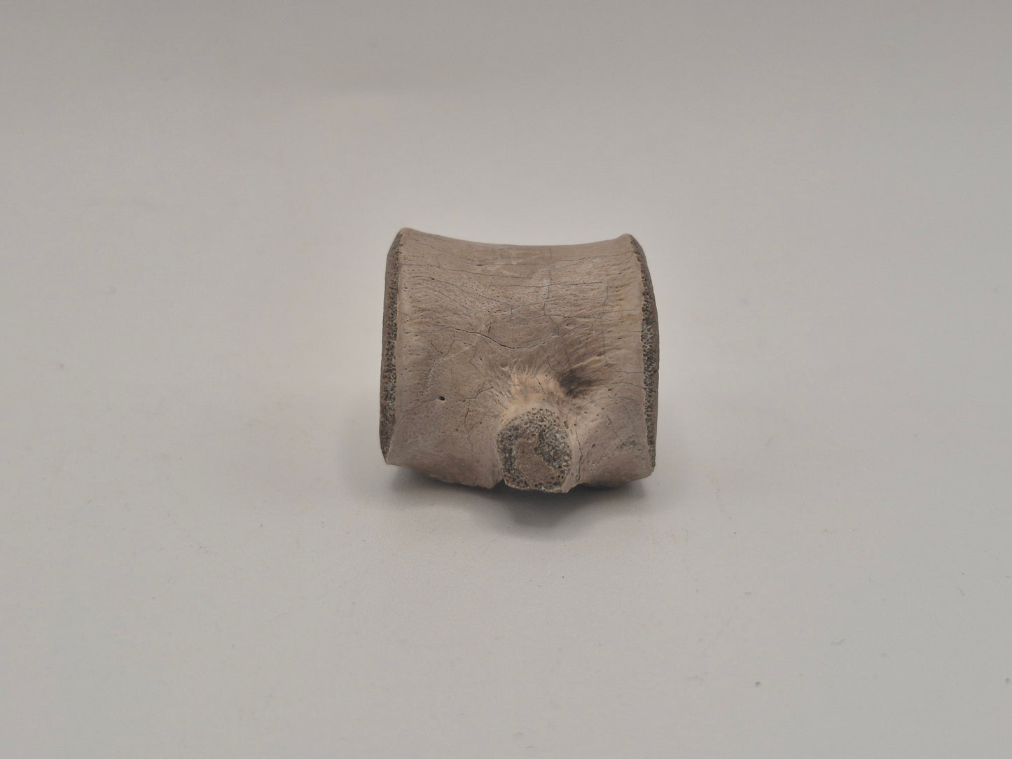 0.96" Ceratopsian indet. Anterior Caudal Vertebra (Judith River)