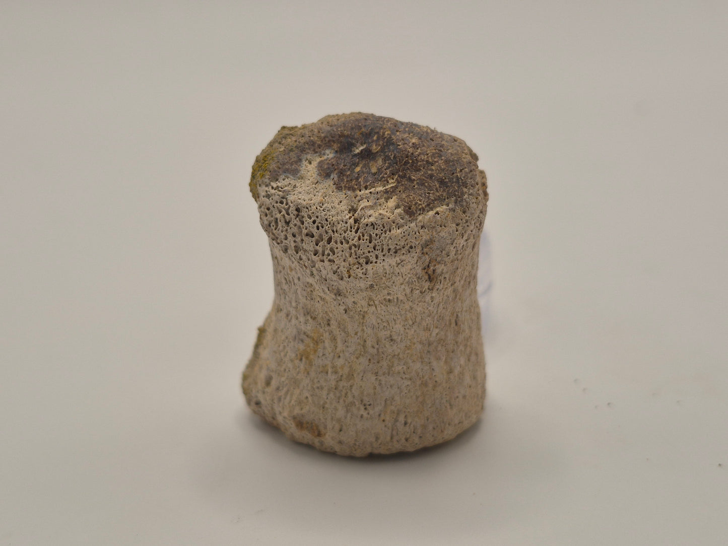 1.54" Ceratopsian Toe Bone