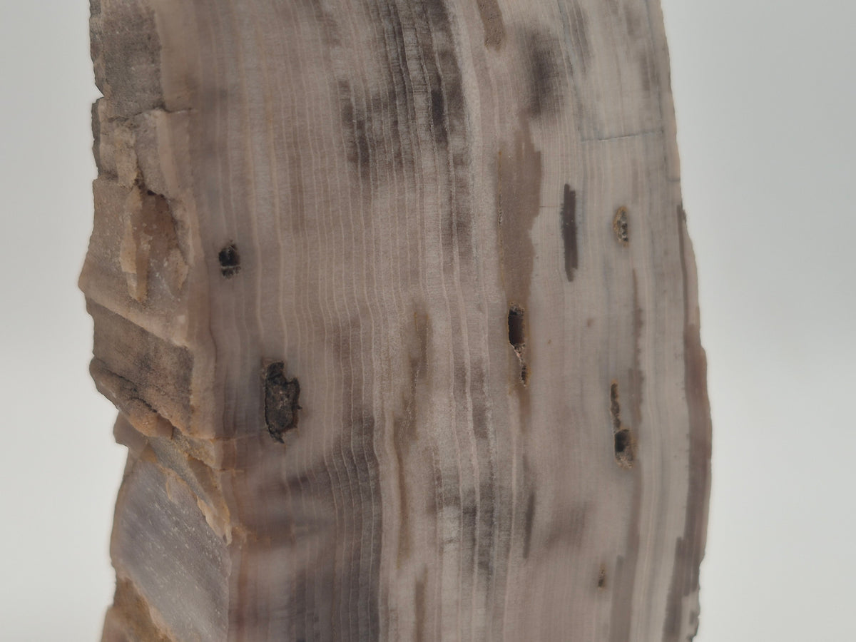 2.82lbs Petrified Wood