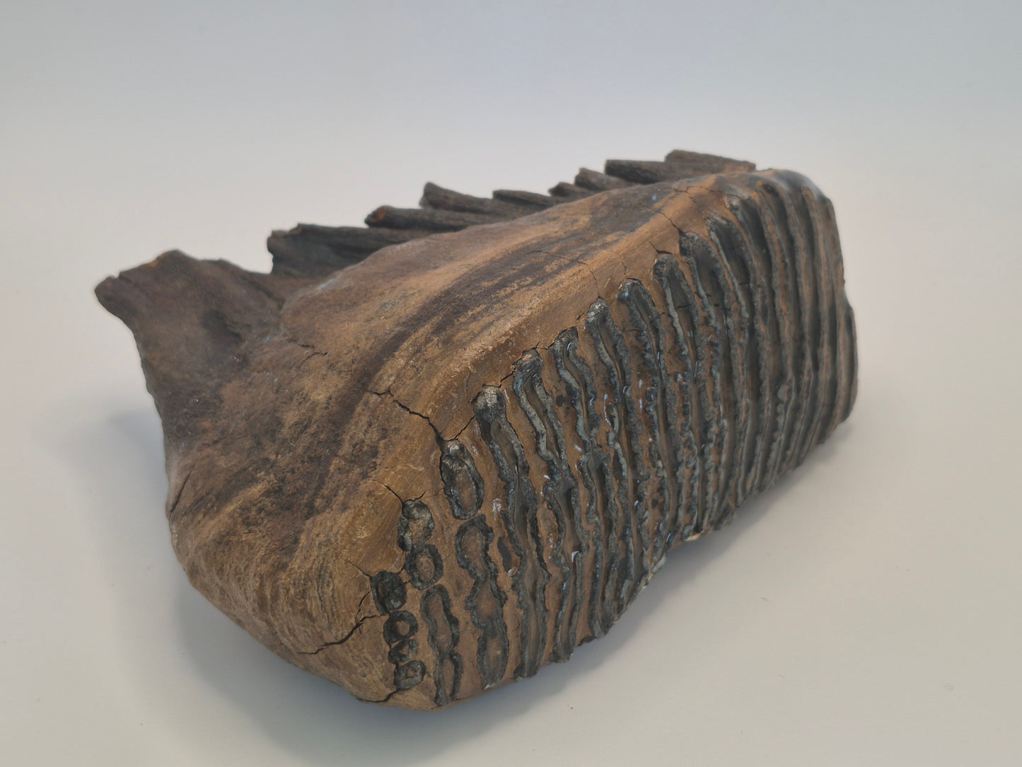 8" Mammoth Molar(Alaska)