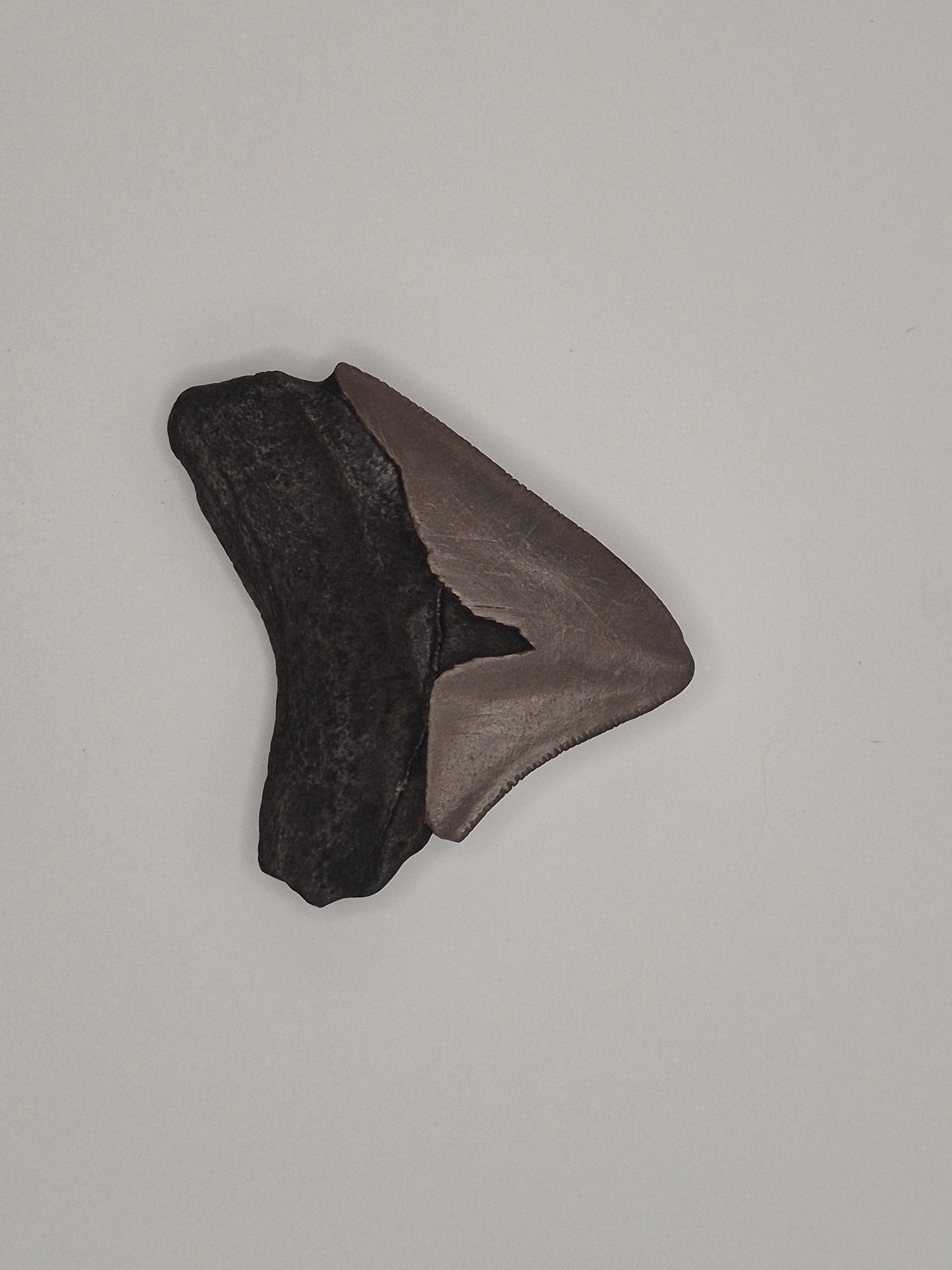 2.38" Posterior Megalodon Tooth(Georgia)