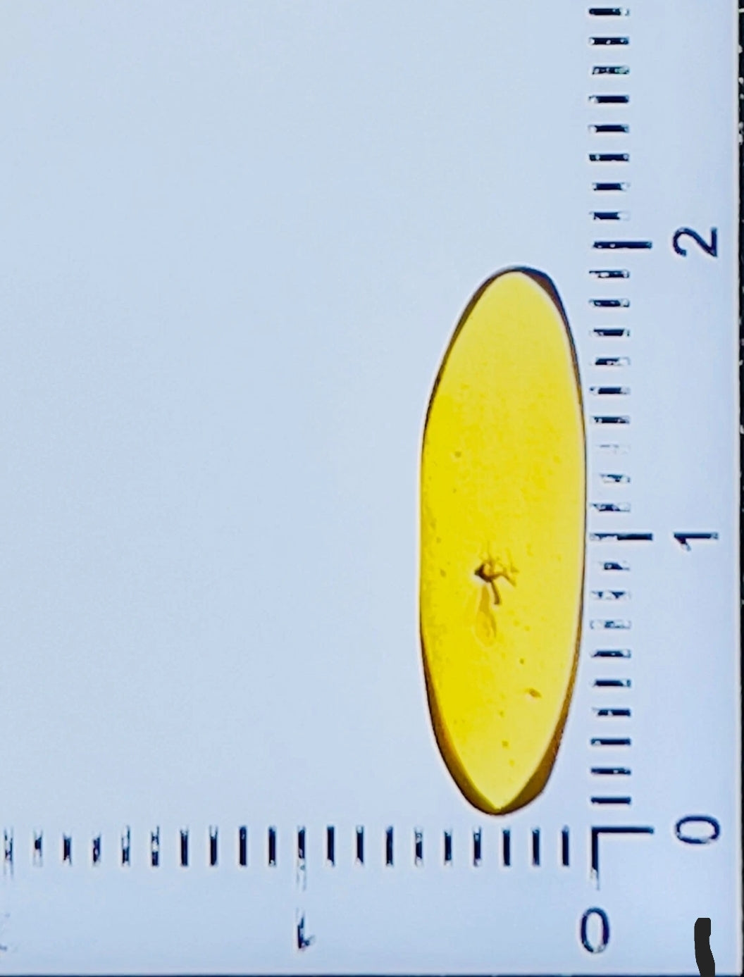 Mosquito in Burmese Amber