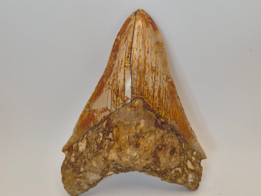 5.02" Megalodon Tooth(Indonesia)