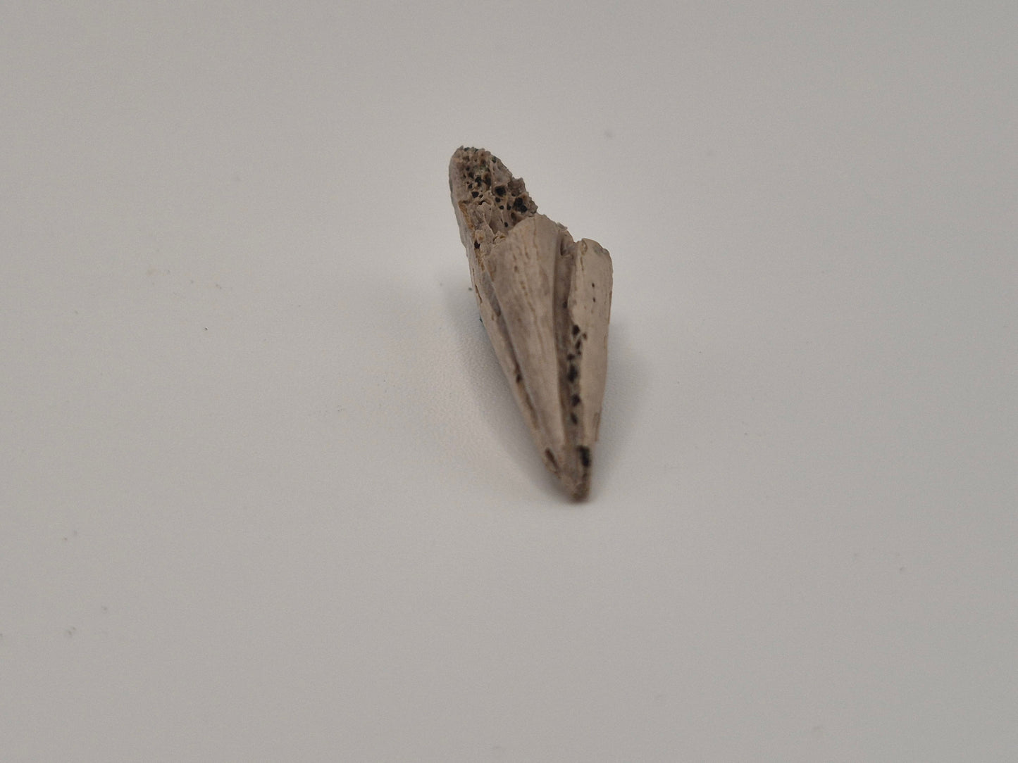 1.33" Theropod indet. Claw (Dromaeosaurus?) (Judith River)