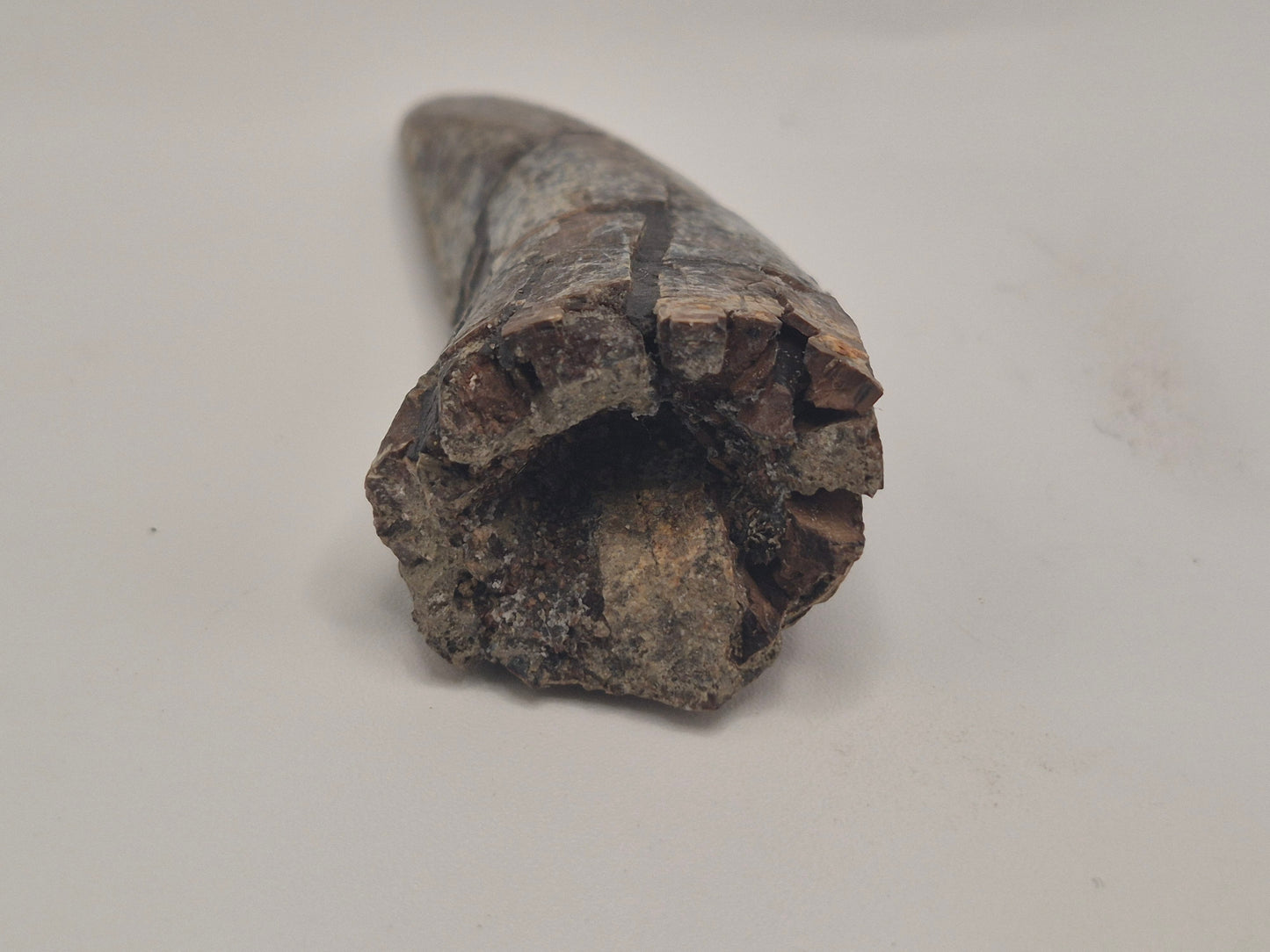 2.92" Tyrannosaur Tooth(Judith River)