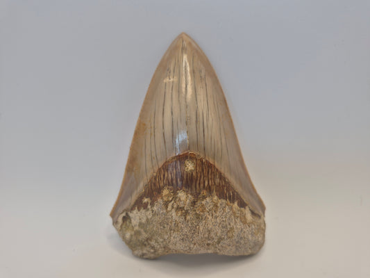 4.37" Megalodon Tooth(Indonesia)