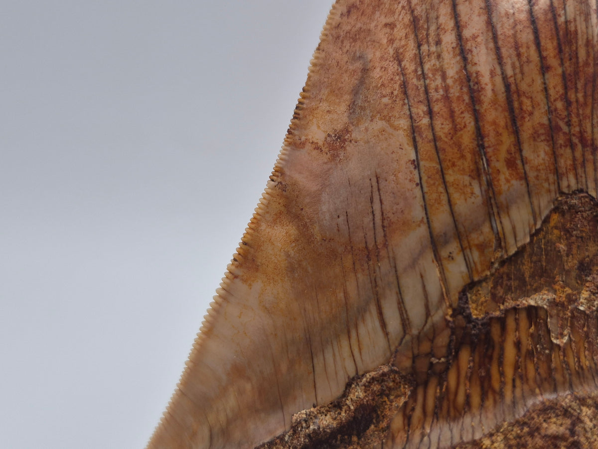 6.03" Megalodon Tooth (Indonesia)