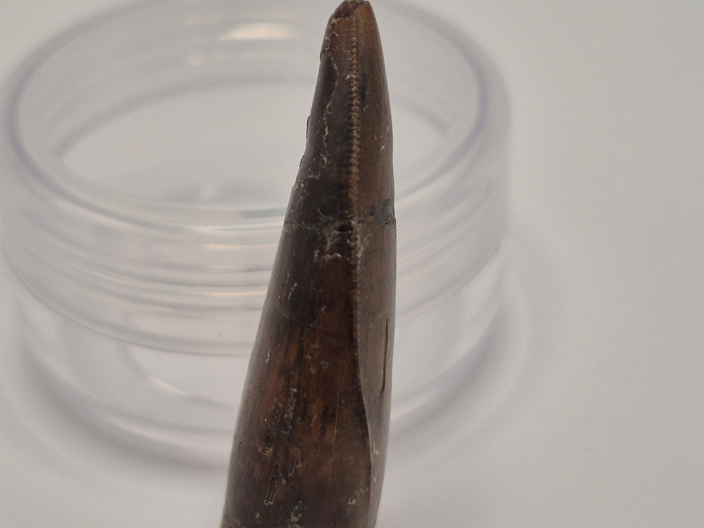 1.57" Tyrannosaur Tooth(Judith Tooth)