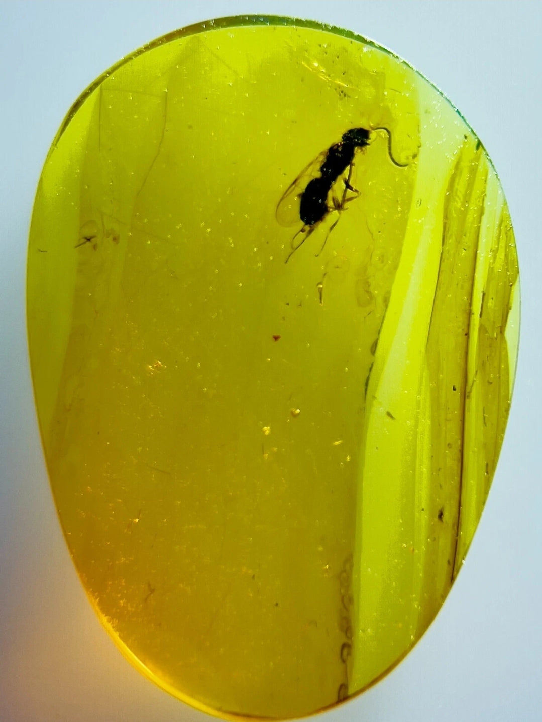 Wasp In Burmese Amber