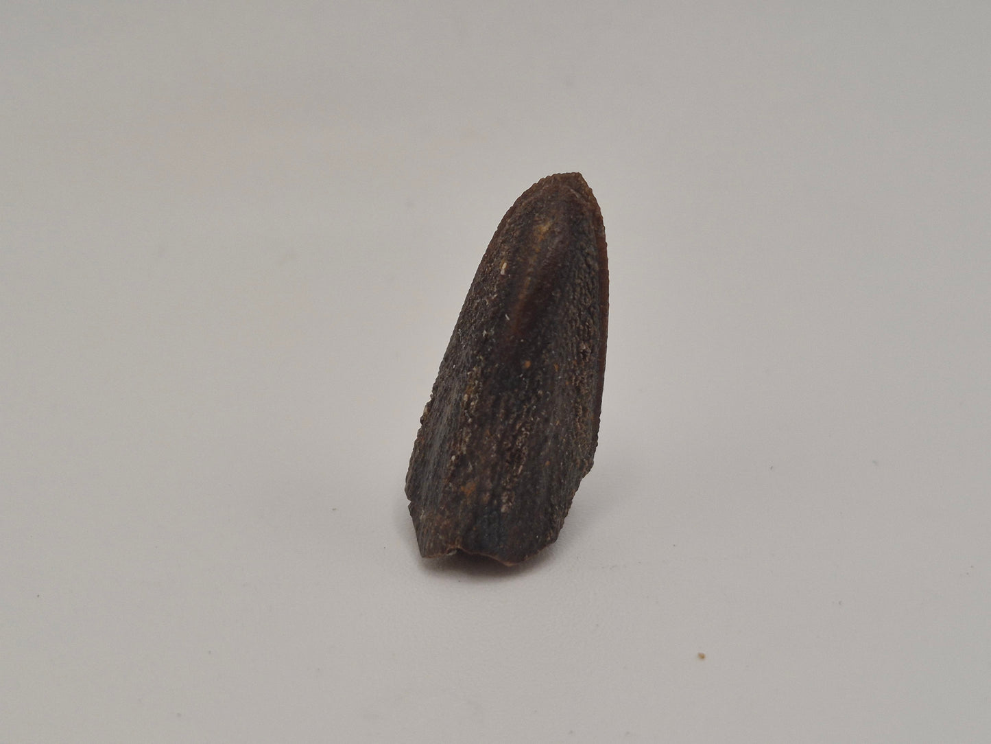 0.87" Hadrosaur Tooth (Judith River)