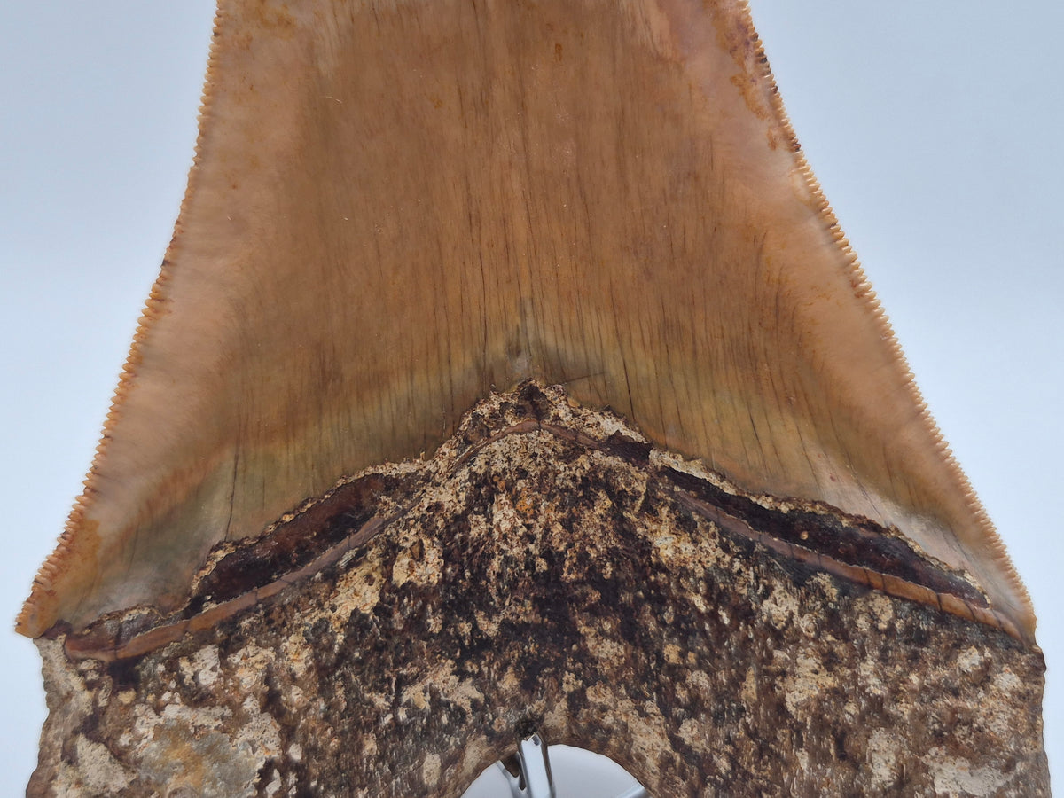 6.03" Megalodon Tooth (Indonesia)