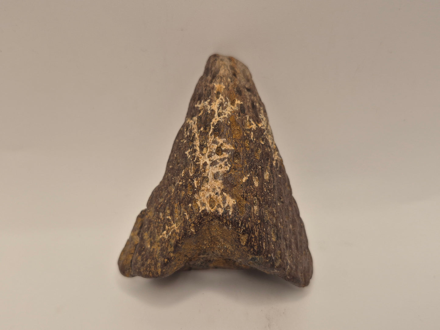 3.07" Ceratopsian Predentary/Lower Beak(Judith River Formation)