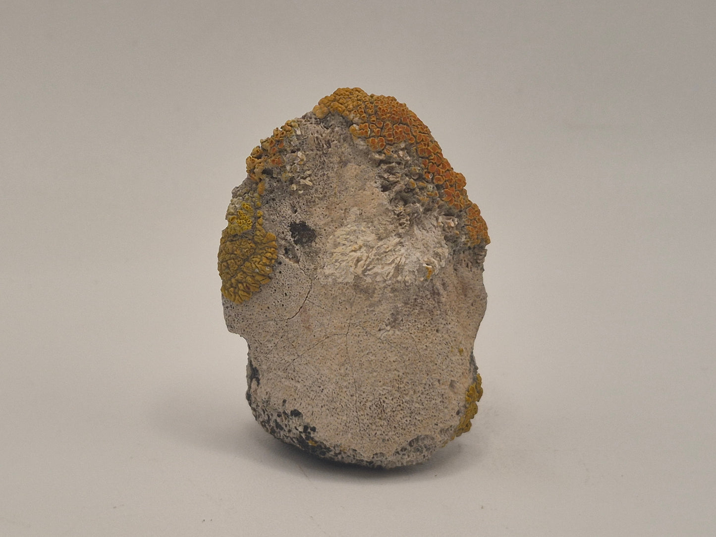 1.56" Hadrosaur Ungual(Judith River)