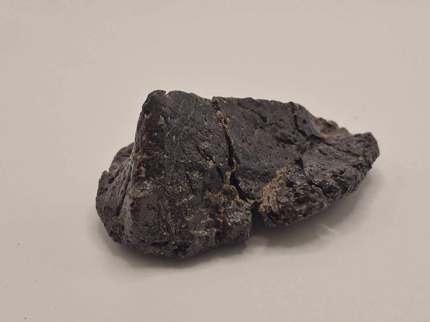 3.61" Ankylosaurus Spiked Scute (Judith River)