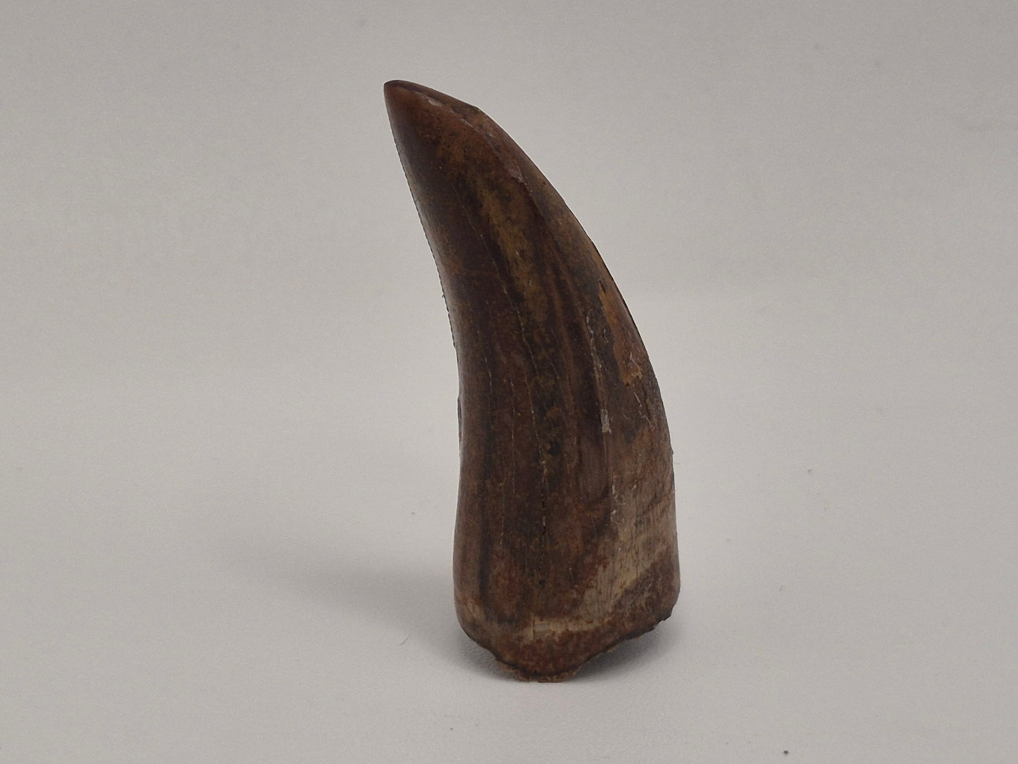 1.5" Tyrannosaur Tooth(Judith River)