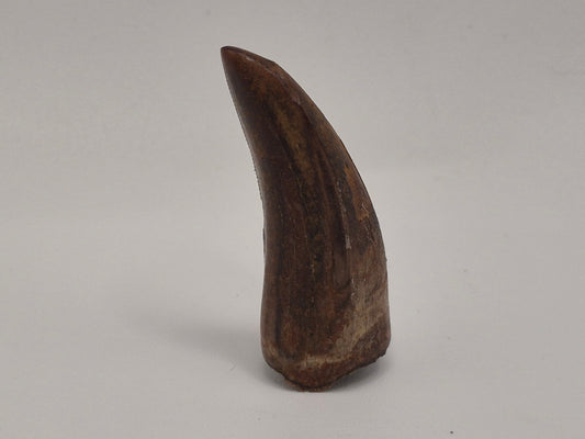 1.5" Tyrannosaur Tooth(Judith River)