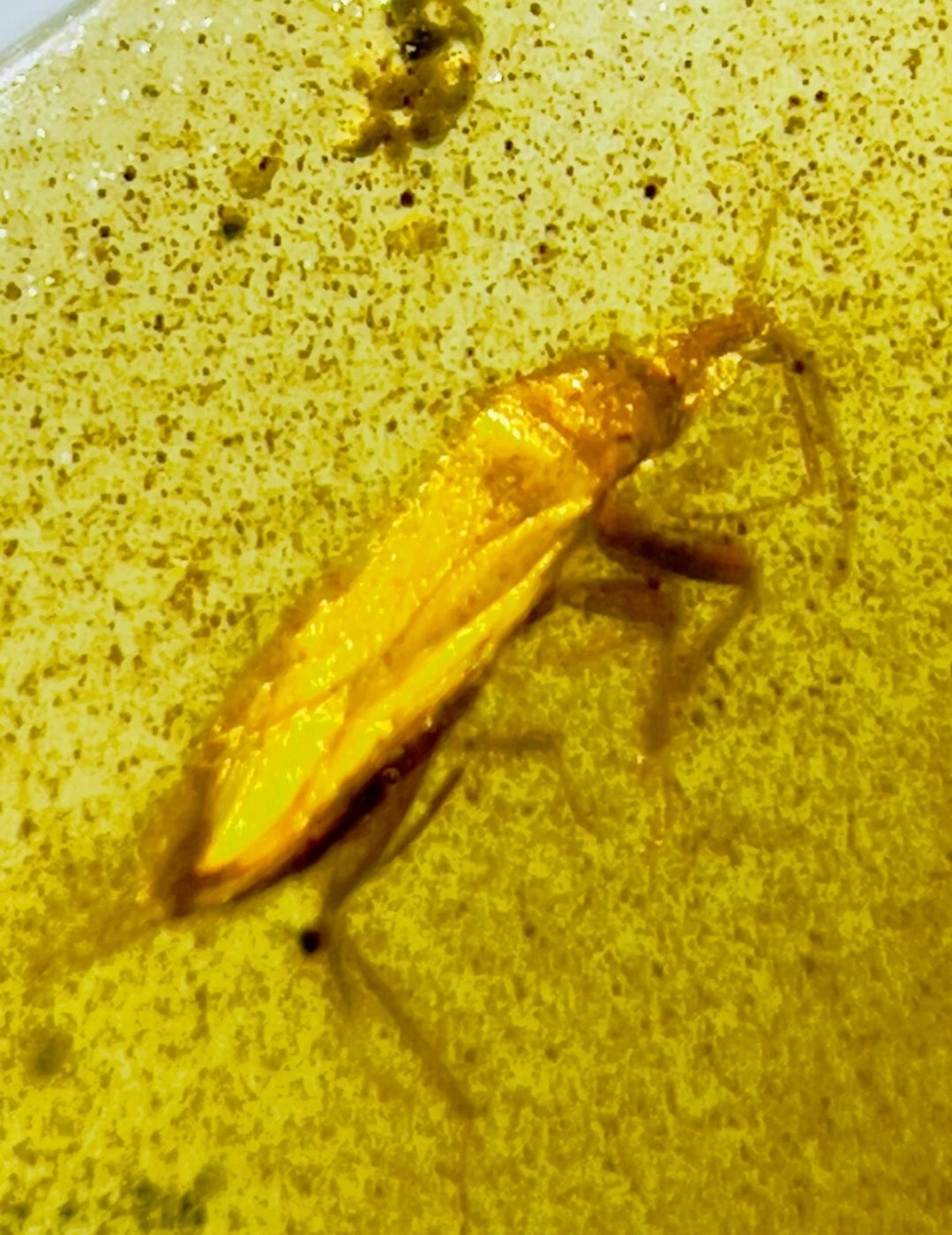 Coreidae In Burmese Amber