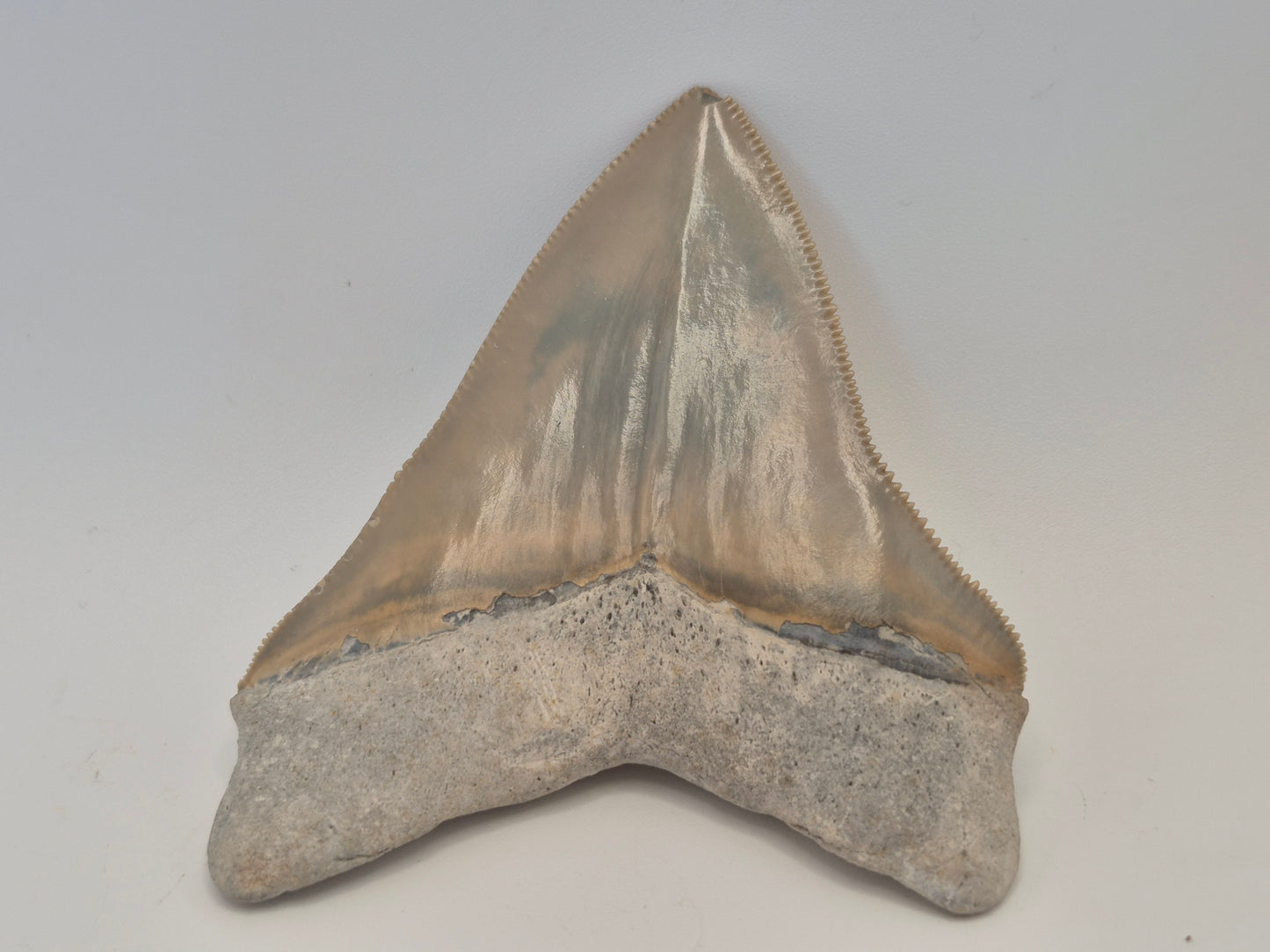 3.4" Megalodon Tooth(Lee Creek Mine)