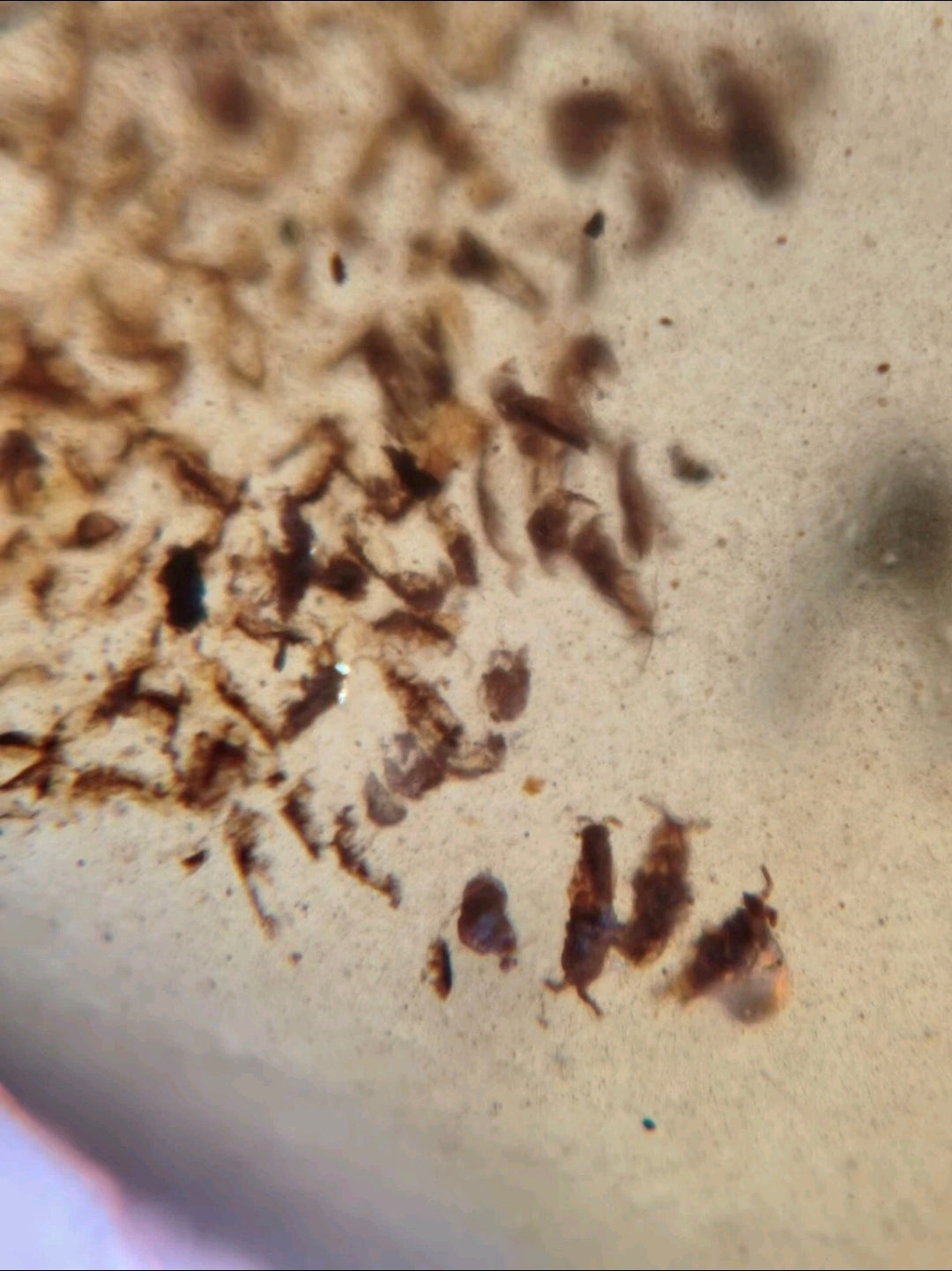 Tick And Snow Fleas in Burmese Amber