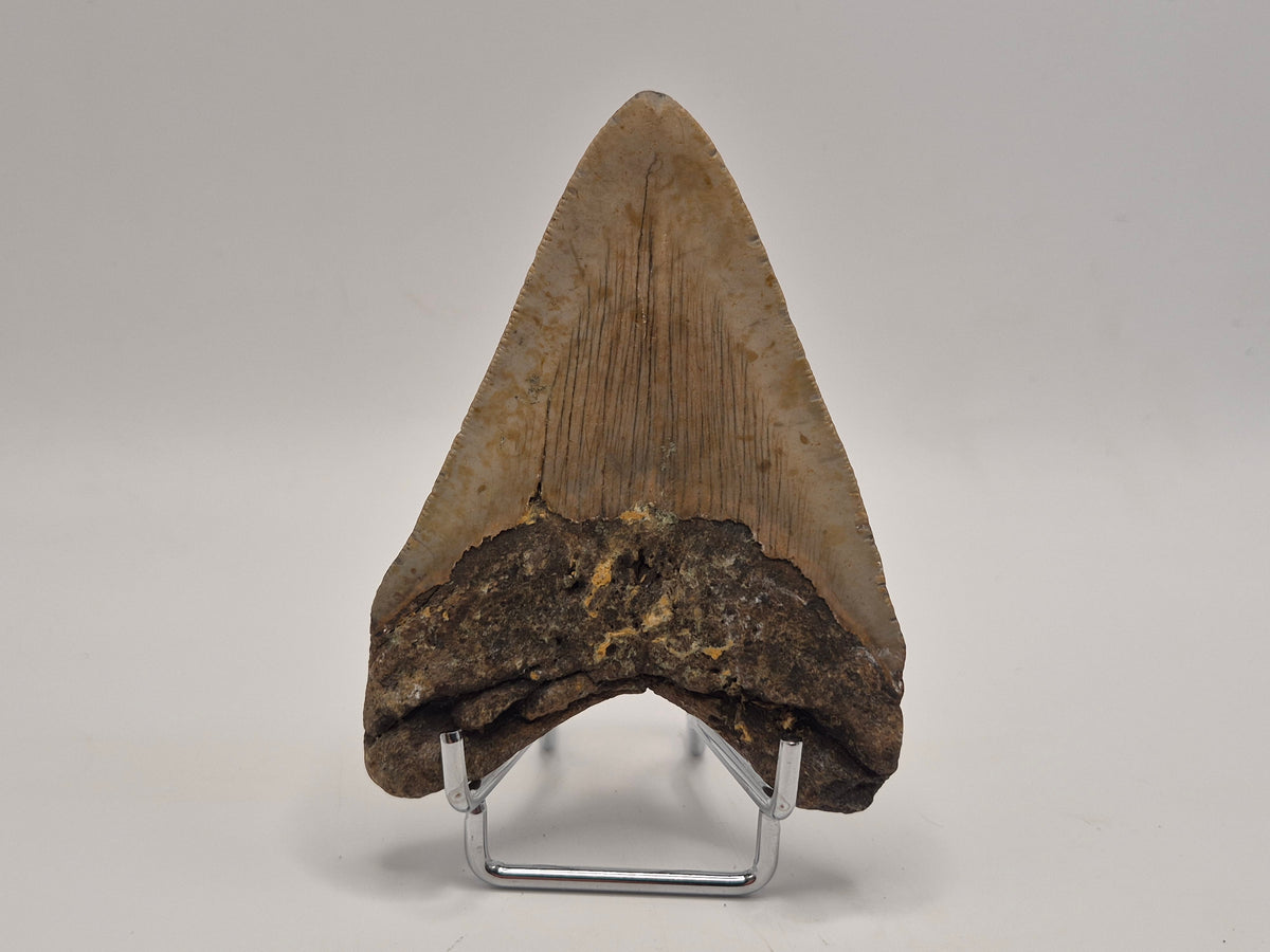 3.78" Megalodon Tooth (North Carolina)
