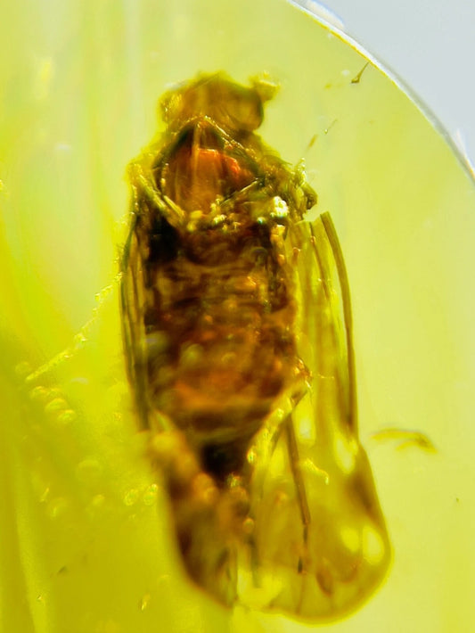 Plant Hopper in Burmese Amber