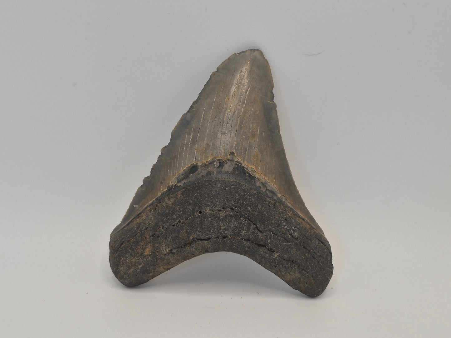 3.91" Megalodon Tooth(North Carolina)