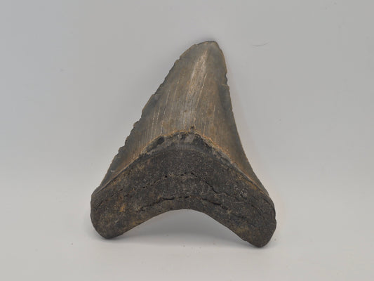 3.91" Megalodon Tooth(North Carolina)